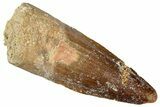 Fossil Spinosaurus Tooth - Real Dinosaur Tooth #299131-1